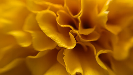 Orange Aztec marigold (Tagetes erecta) flower extremely close-up