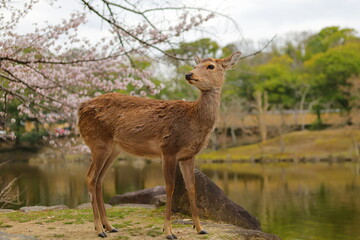 春の奈良公園のメス鹿と桜