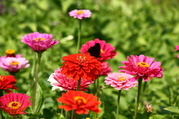Sunny summer day.In a flower bed in a large number various zinnias grow and blossom.The butterfly sits in the center on a red flower.