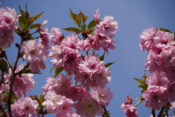 晴天に映える桜
