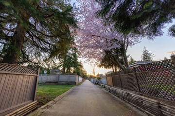 Fototapeta na wymiar Alley in a residential neighborhood in the city suburbs. Cherry Blossom Tree. Surrey, Greater Vancouver, British Columbia, Canada. Spring Season Sunny Sunset.