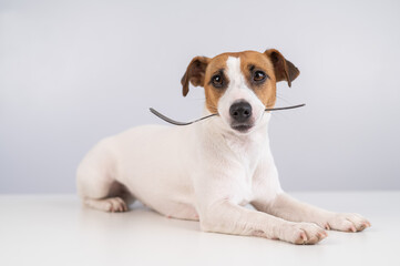 Portrait of a dog Jack Russell Terrier holding a fork in his mouth on a white background. 