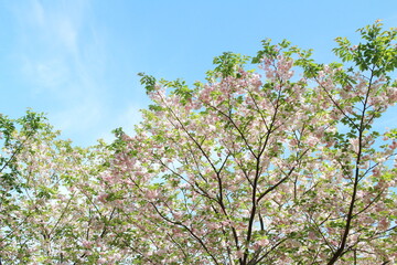 青空に咲く八重桜