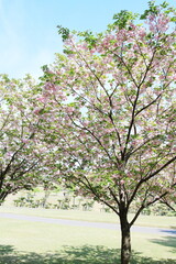 満開に咲いた八重桜の木