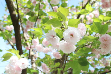 薄ピンク色が綺麗な八重桜の花