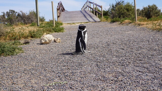 Ping&uuml;ino de Magallanes parado con puente de madera detras al aire libre de dia 