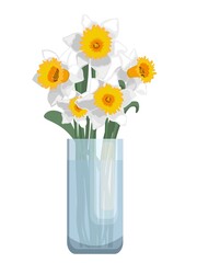 Bouquet of white and yellow daffodil flowers in glass vase. Isolated on white background