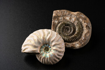 アンモナイトの化石 © Hanasaki