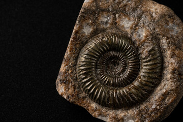 アンモナイトの化石