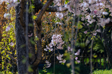 公園に咲く枝垂れ桜　春イメージ
