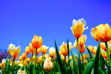 チューリップが青空に映える、春らんまんの風景