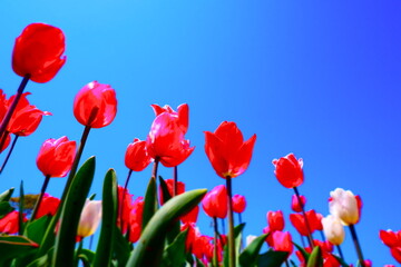 Fototapeta na wymiar チューリップが青空に映える、春らんまんの風景