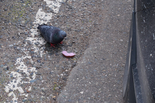 A Hungry Street Gray Pigeon Pecks A Pink Donut On An Asphalt Road Next To A Car Wheel. Selective Focus.