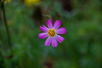 Obraz premium flower in the garden