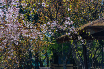 公園に咲く枝垂れ桜　春イメージ