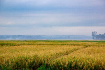 field of wheat and sky