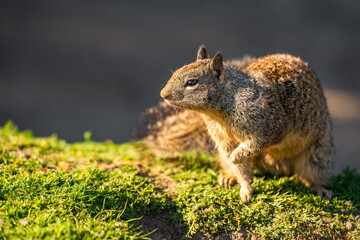 California ground squirrel (Spermophilus beecheyi) in its natural habitat.