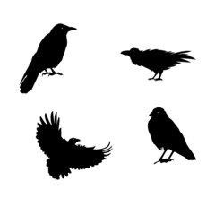 set of raven silhouette. bird icon, sign and symbol. animal vector illustration