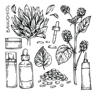 Sketch set of organic scin care cosmetcs. Bakuchiol flower, plant. retinol. Cosmetology products. 
Psoralea Herb . cosmetic bottles and container