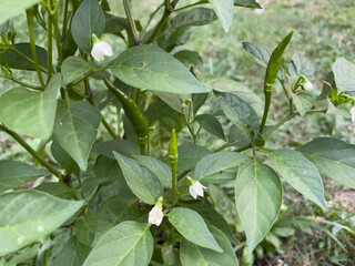Obraz premium chili peppers with green leaves
