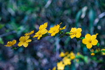 山里に咲くヤマブキの花