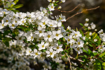 連なるように咲くユキヤナギの花