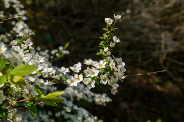 連なるように咲くユキヤナギの花