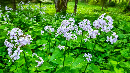 Perennial Honesty (Lunaria Rediviva) flower blossoming in the Kamnik Alps in Carinthia, border Slovenia Austria. Vellacher Kotschna national park in spring. Mountain flora on alpine meadow