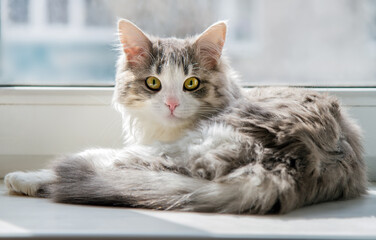 The fluffy cat lies on the windowsill and looks into the camera.