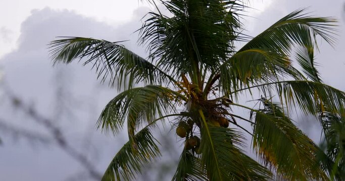 Close up of the top of a palm tree with coconuts. Leafs blowing in the wind. Clear evening sky in the background