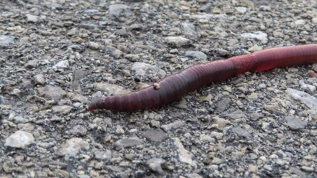 Macro of Earthworm on Asphalt - worm moving on dry concrete road driveway paved with asphalt - Close up of an earthworm wiggling on an asphalt road