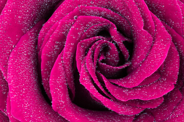 Poranna rosa na płatkach róży - obrazy, fototapety, plakaty