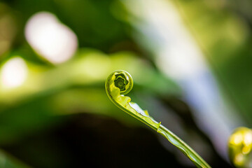 New leaf of Bird’s nest ferns plant