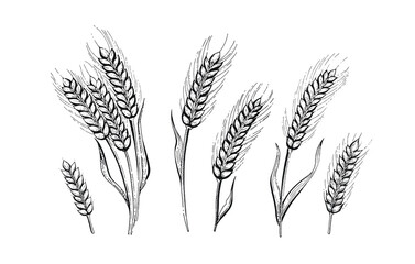 Wheat sheaf and wheat ears. Grain vector illustration. Hand draw bunch. Ear bundle sketch. Cereal bread sketched concept. Black line art drawing, ear crop isolated on white background.