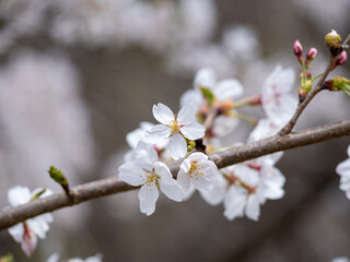 日本の公園の桜です。