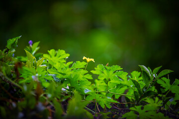 yellow flower and green leaves in the forest