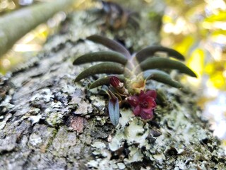 Orchid Epidendrum