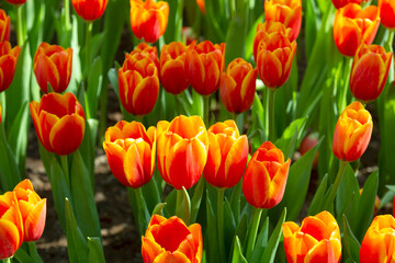 orange-red tulips in the spring tulips garden