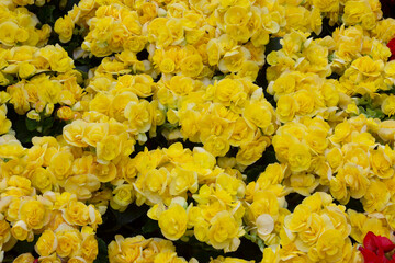 beautiful yellow flowers at the flower field