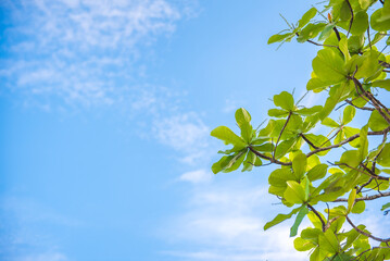 Green leaf on blue sky background with copy space for design.
