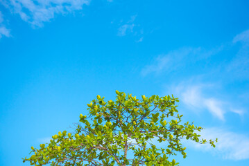 Branch with green leaves hanging from the tree with copy space for design.