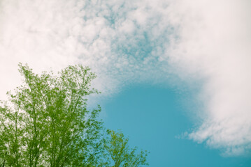 Green leaf on blue sky and cloud background in pastel colour with copy space for design.