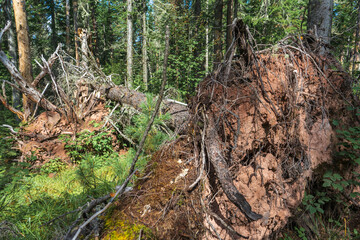 gnarled branches and roots of an upturned tree