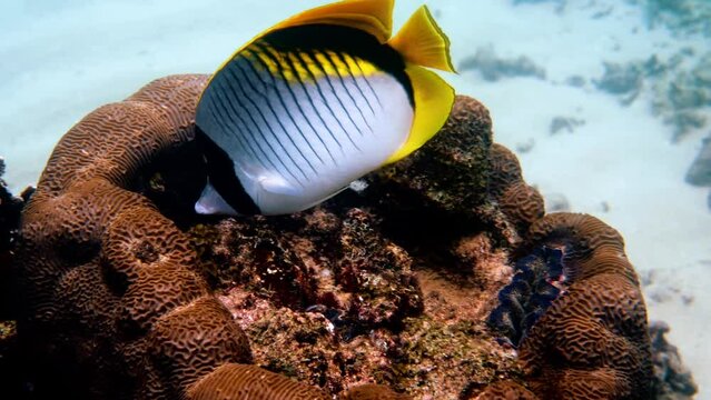 Underwater video of lined butterflyfish or Chaetodon lineolatus - the biggest butterfly fish in marine life. Tropical fish swimming among coral reef in Andaman sea, Thailand. Closeup portrait