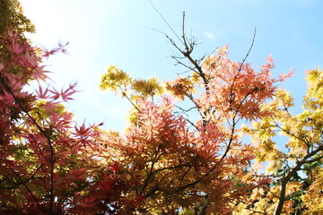 青空と綺麗な紅葉の景色