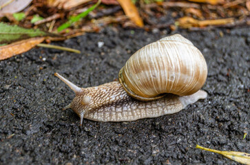 Big garden snail in shell crawling on wet road