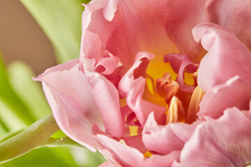 Peony-shaped tulips photo in a bouquet. Macro photo of flowers. Spring and holiday concept, gifts for March 8 international women's day. Front view.