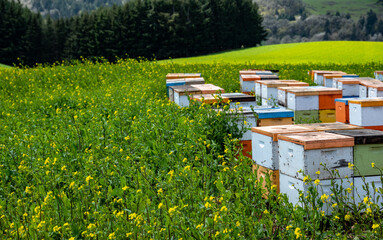 Orange and white wooden beehives are stacked in a field of mustard just beginning to bloom on an Oregon farm.
