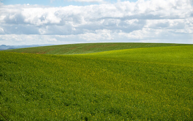 New growth in a farm field on a hillside reveals soft slopes and flowing lines under a light cloudy sky, a natural background texture or wallpaper