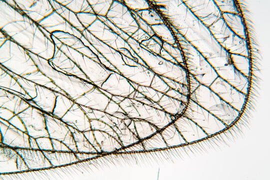 insect wing under microscope